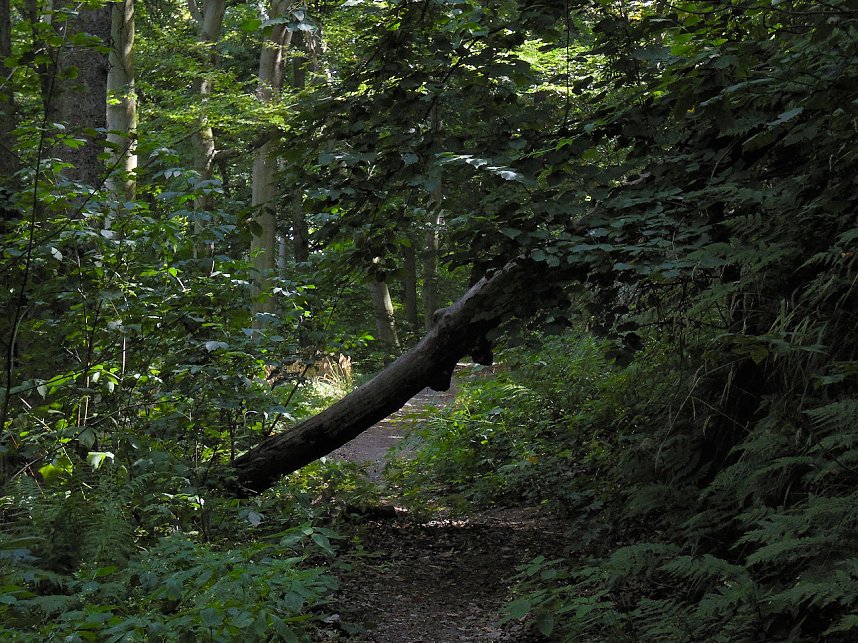 Unterwegs im Harz: Teufelsmauer und Teufelszeug