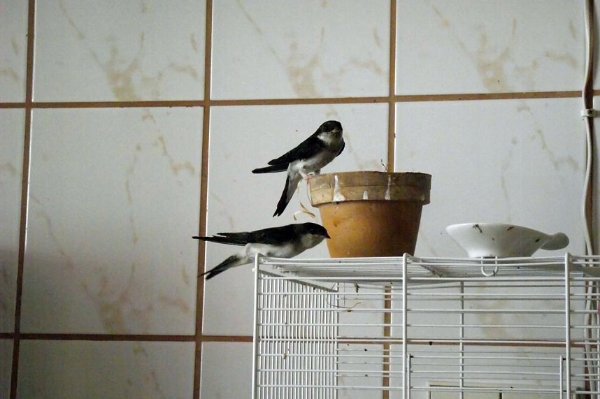 Die K&uuml;che ist ihr Bereich. Neugierig n&auml;hern sich die Mehlschwalben dem Futtern&auml;pfchen.