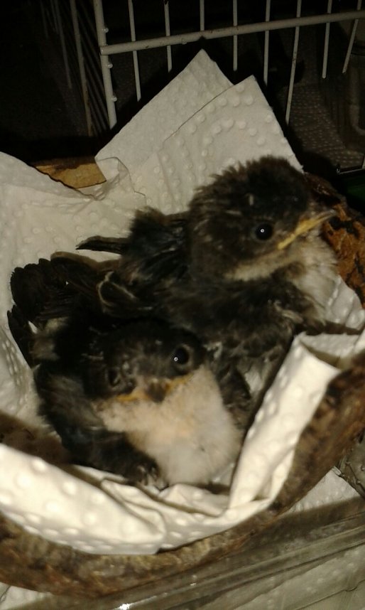 Auch die jungen Mehlschwalben waren v&ouml;llig hilflos, wurde aufgep&auml;ppelt.