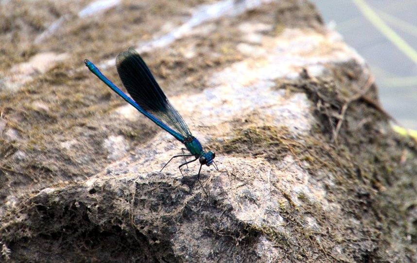 Entdeckungen an der Mulde