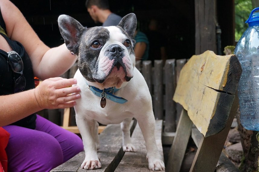 7. Nordth&uuml;ringer Bulldoggentreffen