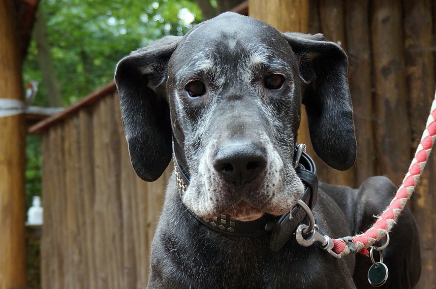 7. Nordth&uuml;ringer Bulldoggentreffen