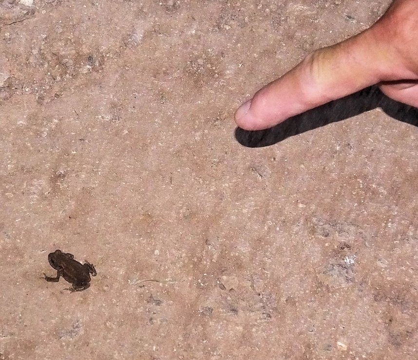 Zu Besuch auf der Burgruine Hohnstein