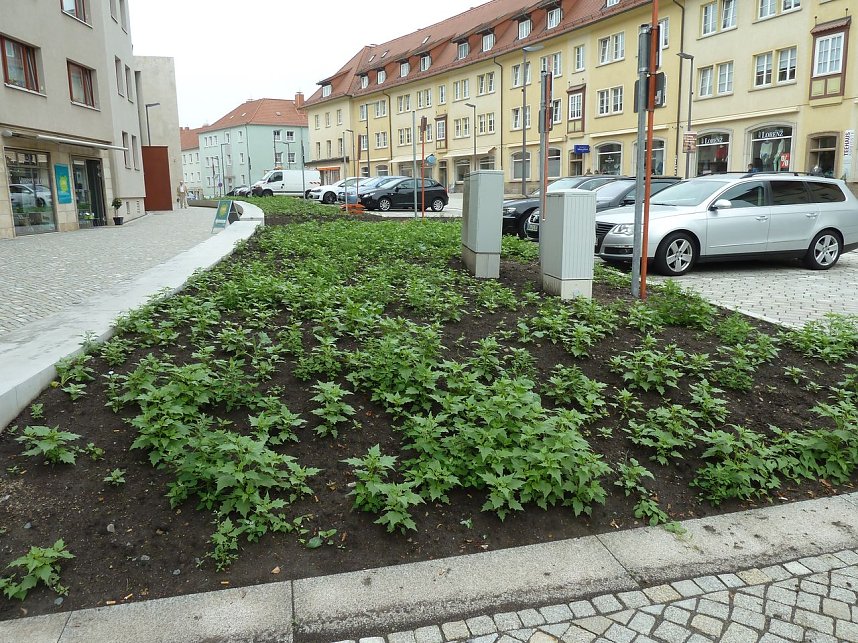 Es gr&uuml;nt so gr&uuml;n...