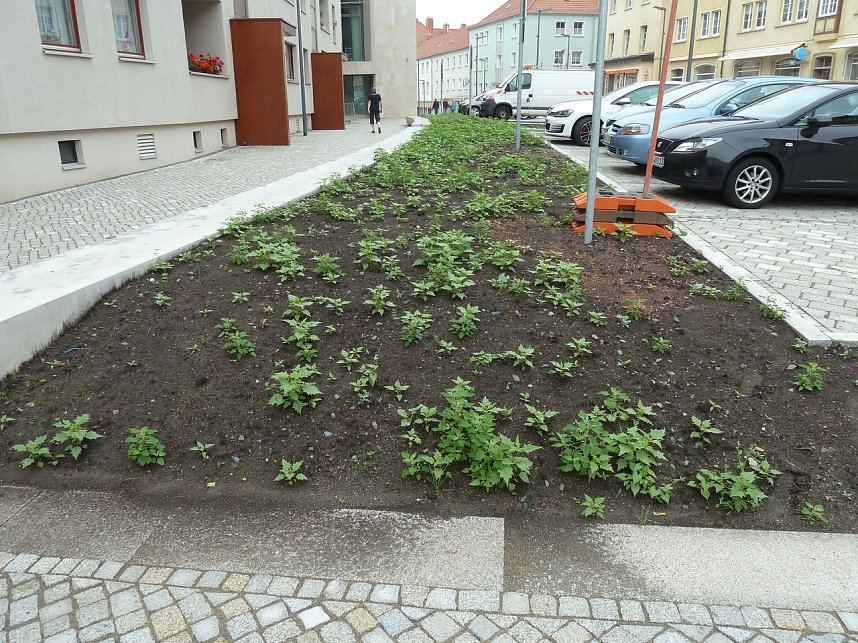 Es gr&uuml;nt so gr&uuml;n...