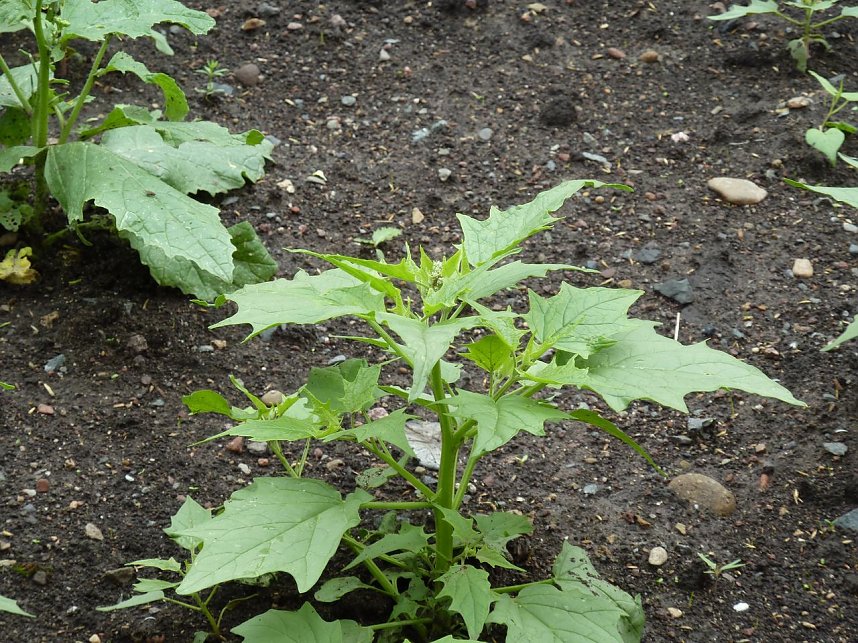 Es gr&uuml;nt so gr&uuml;n...