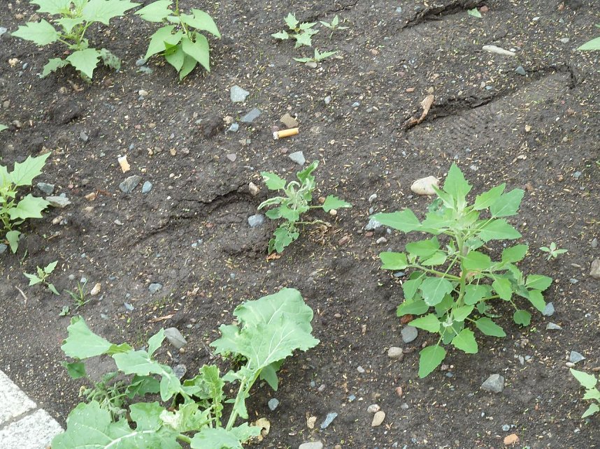 Es gr&uuml;nt so gr&uuml;n...