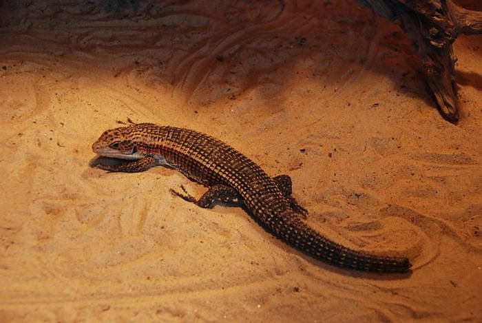 Welt der Reptilien in der Wiedingsburghalle