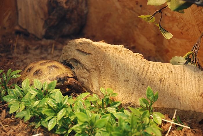 Welt der Reptilien in der Wiedingsburghalle