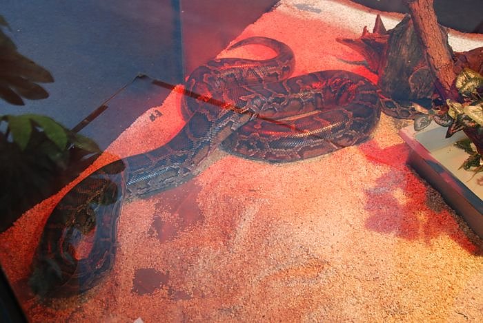 Welt der Reptilien in der Wiedingsburghalle