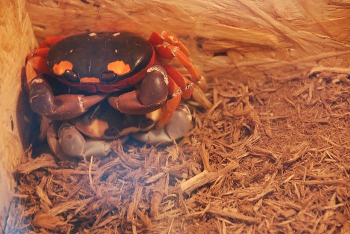 Welt der Reptilien in der Wiedingsburghalle