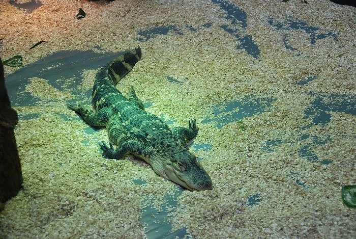 Welt der Reptilien in der Wiedingsburghalle