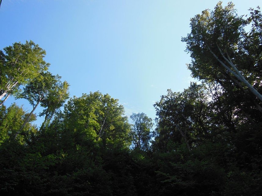 Waldgottesdienst in Ilfeld