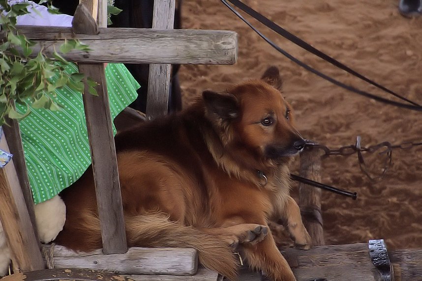 Archeschau auf der Forstfarm