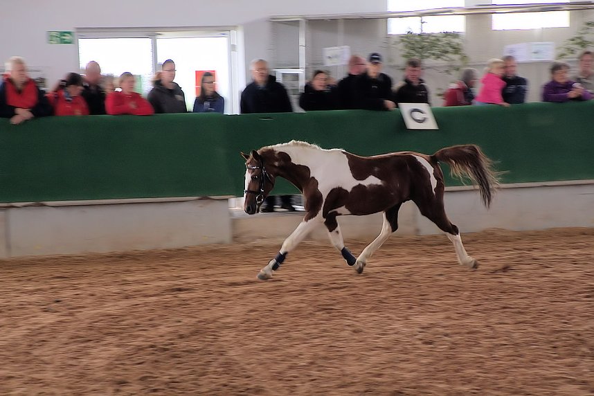 Archeschau auf der Forstfarm