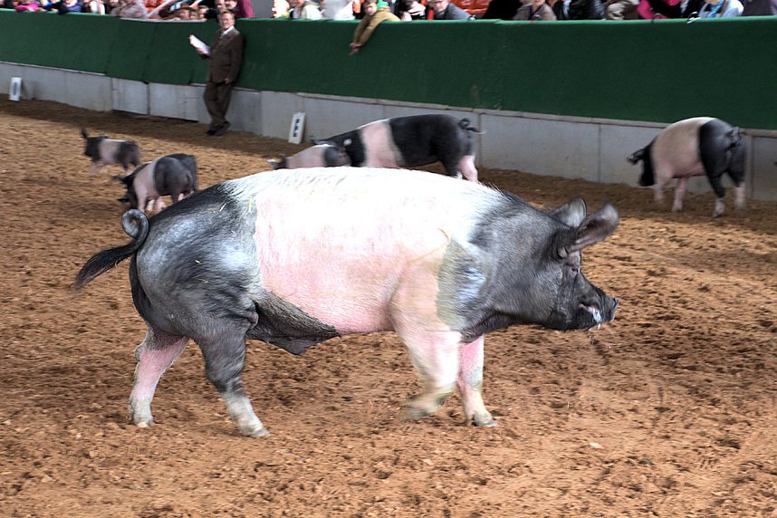 Archeschau auf der Forstfarm