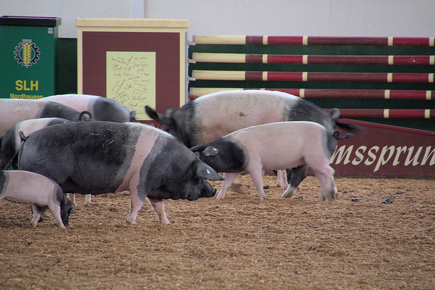 Archeschau auf der Forstfarm