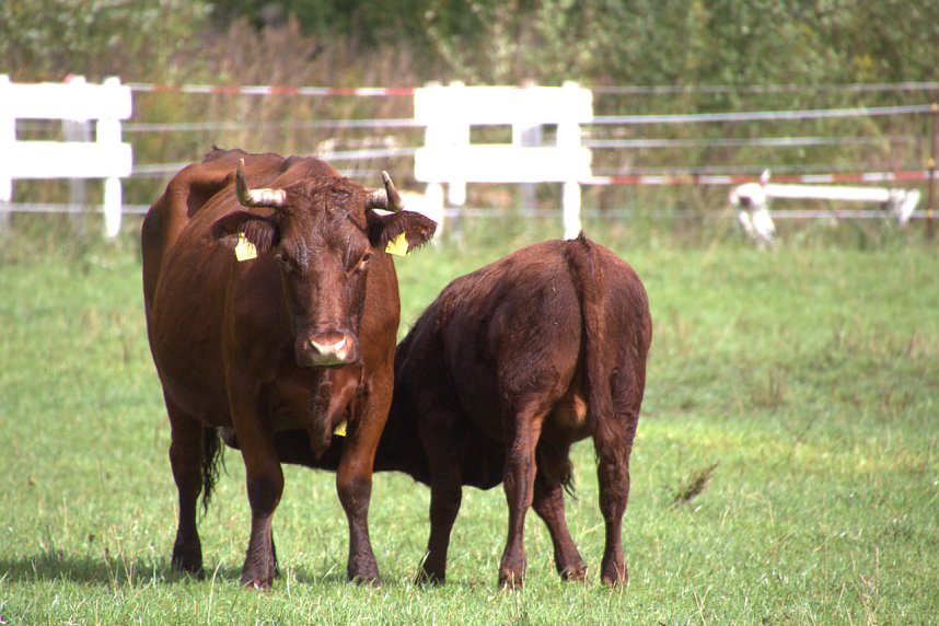 Archeschau auf der Forstfarm