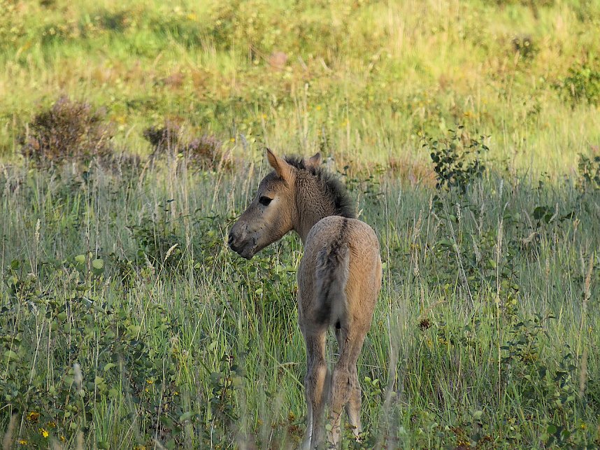 Peter Blei unterwegs in der Heide