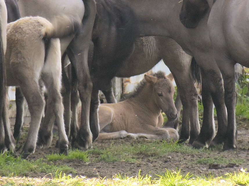 Peter Blei unterwegs in der Heide