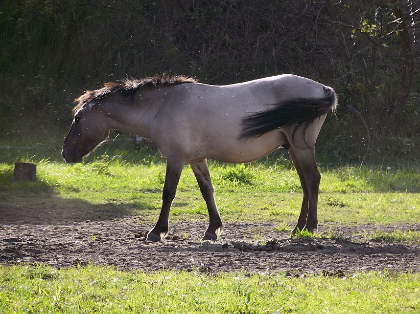 Peter Blei unterwegs in der Heide