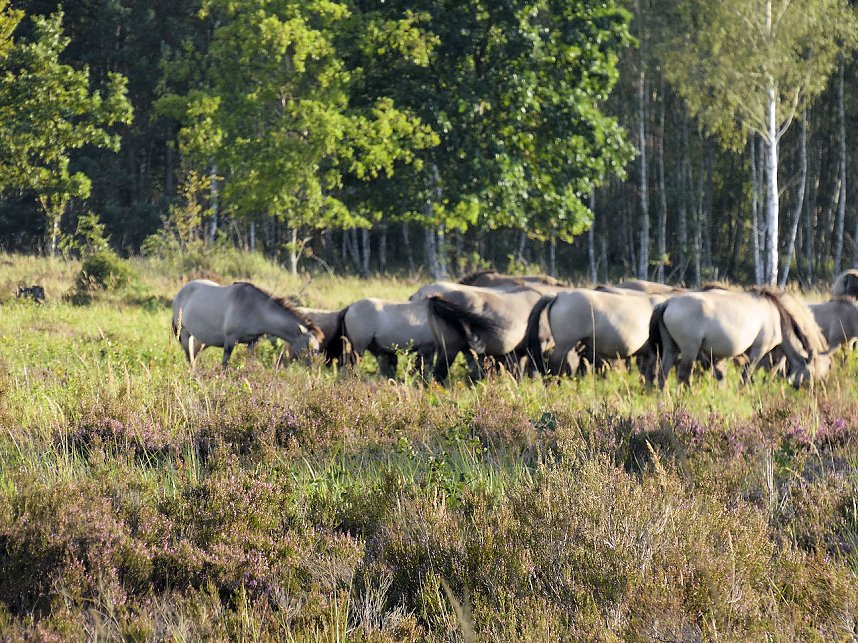 Peter Blei unterwegs in der Heide