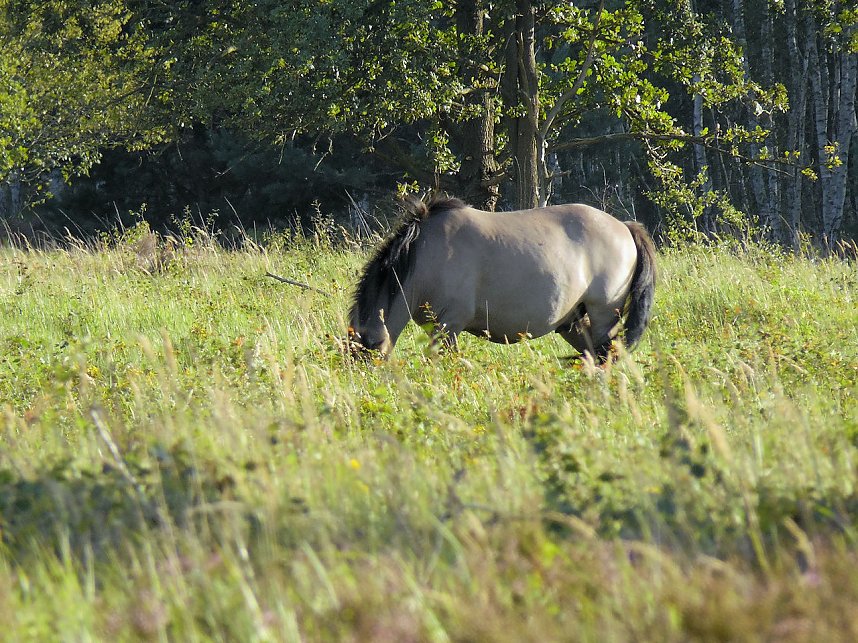 Peter Blei unterwegs in der Heide