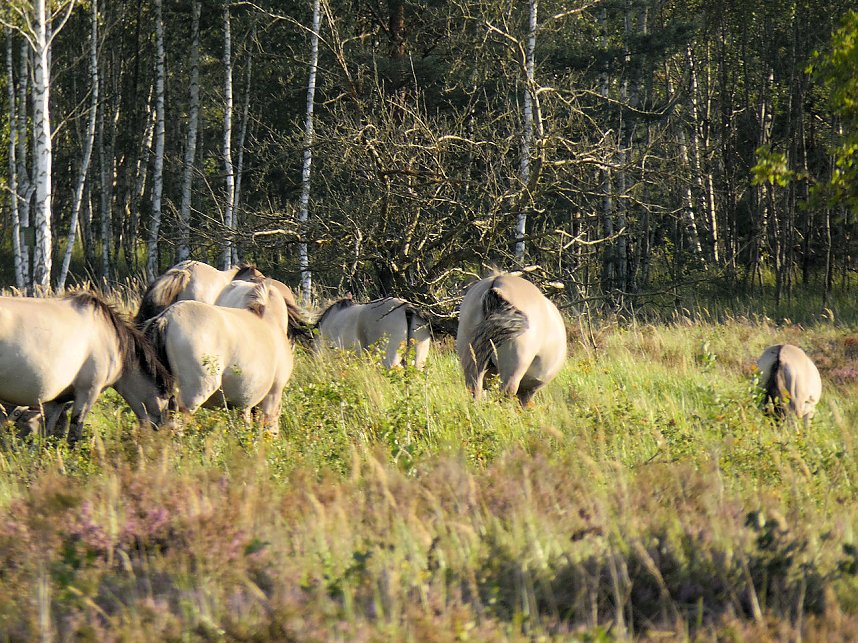Peter Blei unterwegs in der Heide