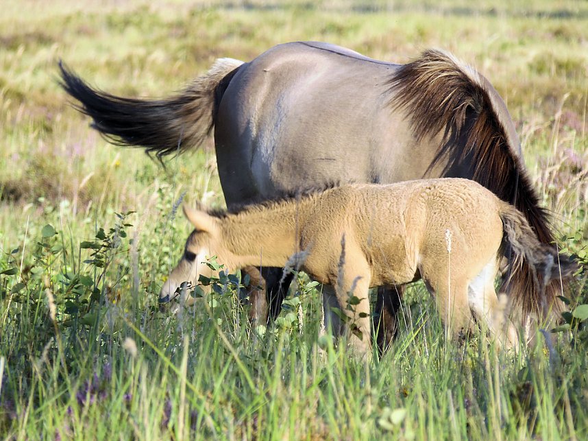 Peter Blei unterwegs in der Heide