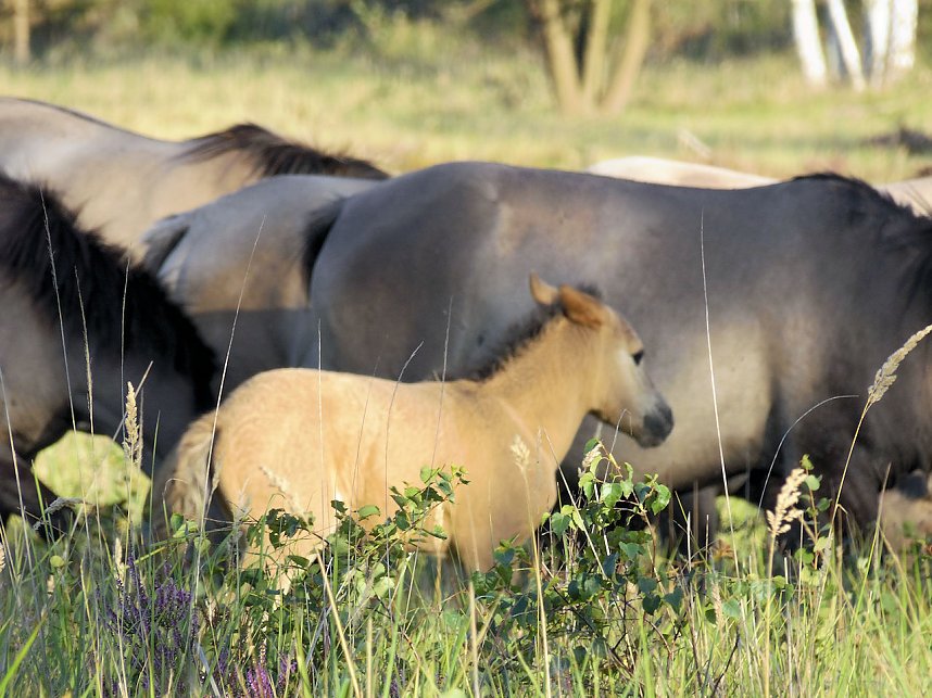 Peter Blei unterwegs in der Heide
