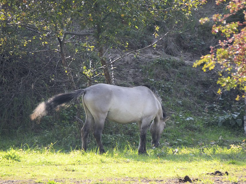 Peter Blei unterwegs in der Heide