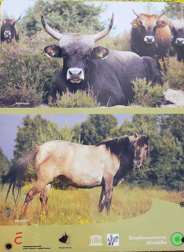 Peter Blei unterwegs in der Heide