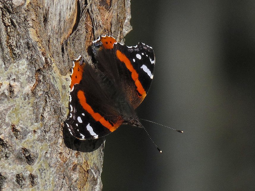 Peter Blei unterwegs in der Heide