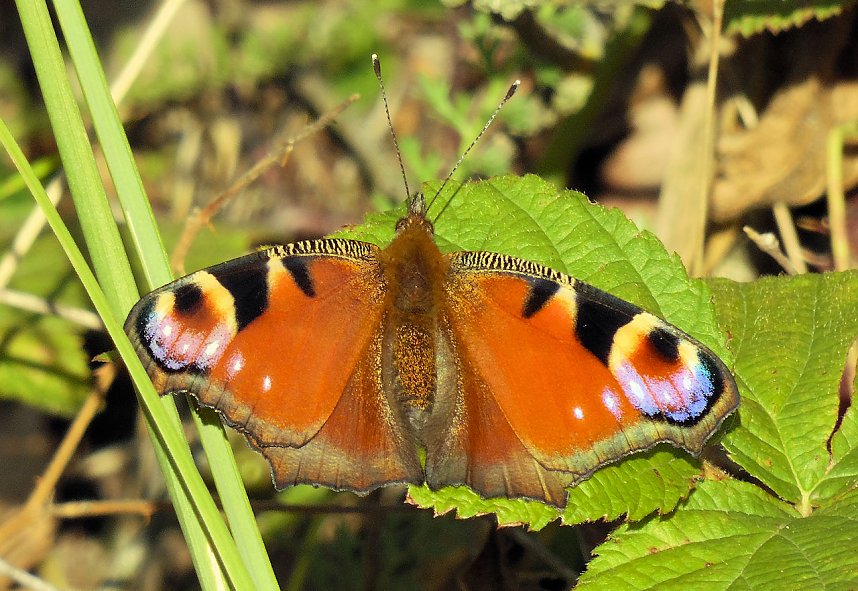 Peter Blei unterwegs in der Heide