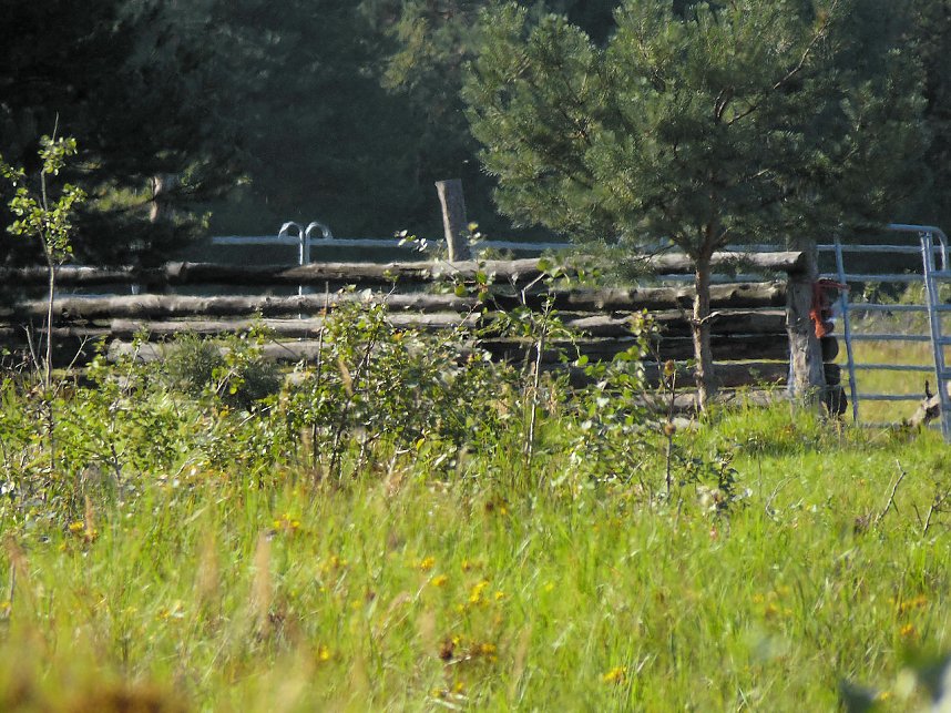 Peter Blei unterwegs in der Heide