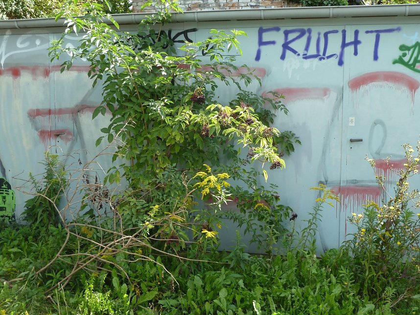 Weiterer Schandfleck in Nordhausen