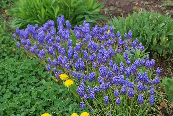 Bl&uuml;tenpracht auf dem Berg