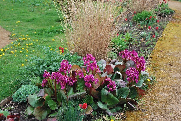 Bl&uuml;tenpracht auf dem Berg