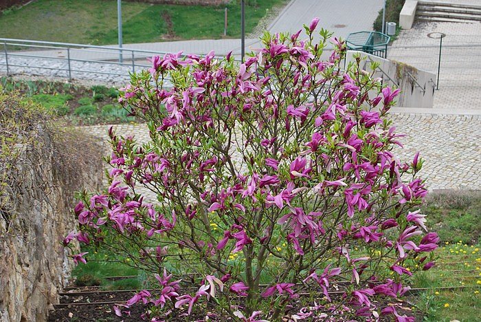 Bl&uuml;tenpracht auf dem Berg