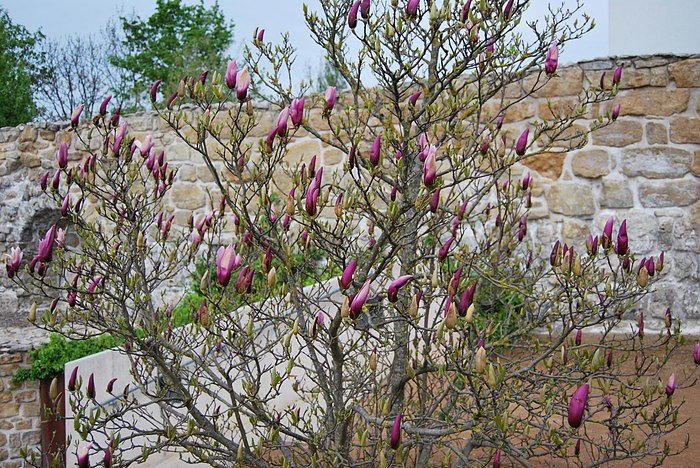 Bl&uuml;tenpracht auf dem Berg
