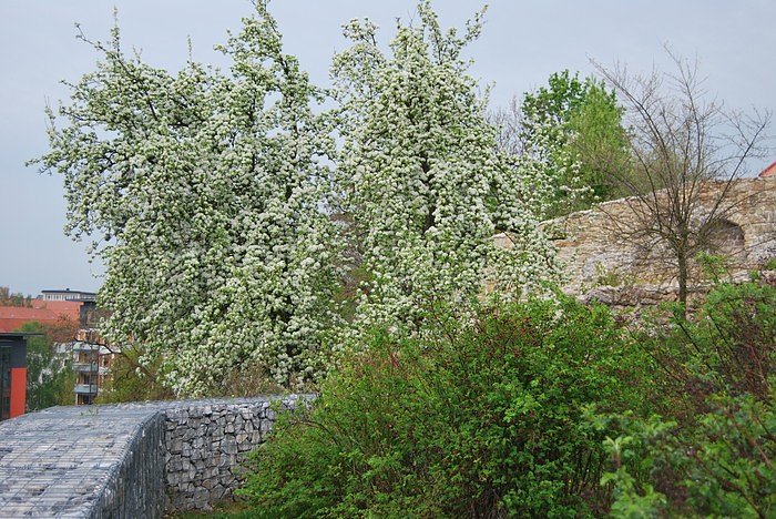 Bl&uuml;tenpracht auf dem Berg