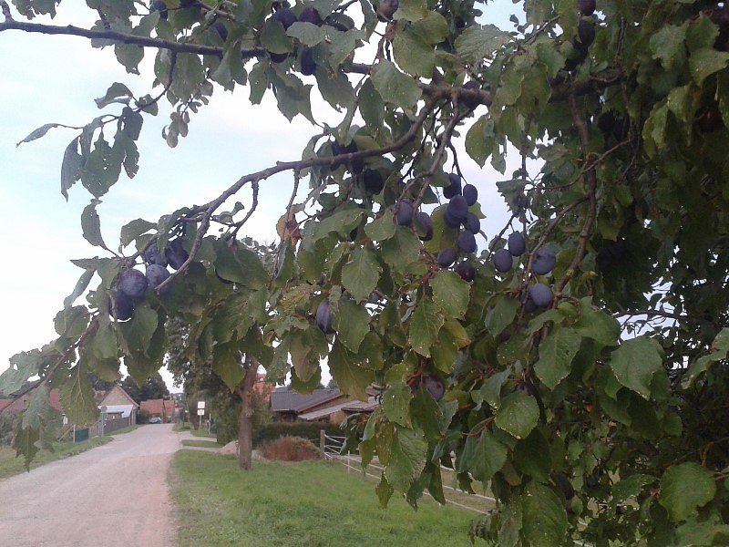 Von Nordhausen nach Halle