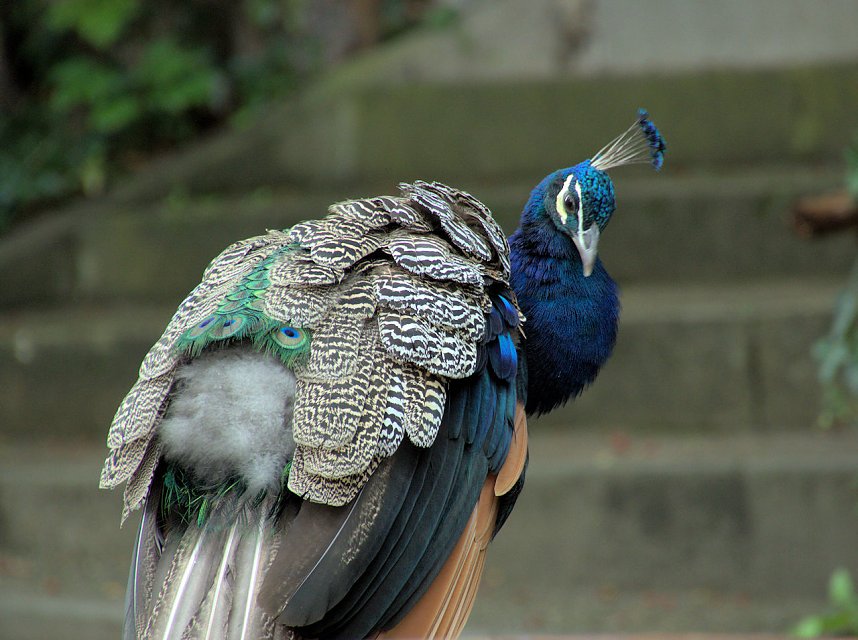 Peter Blei unterwegs: Der Zoo in Aschersleben