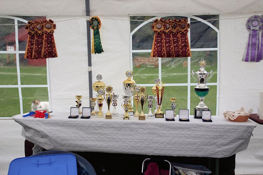 Hunde auf dem Possen