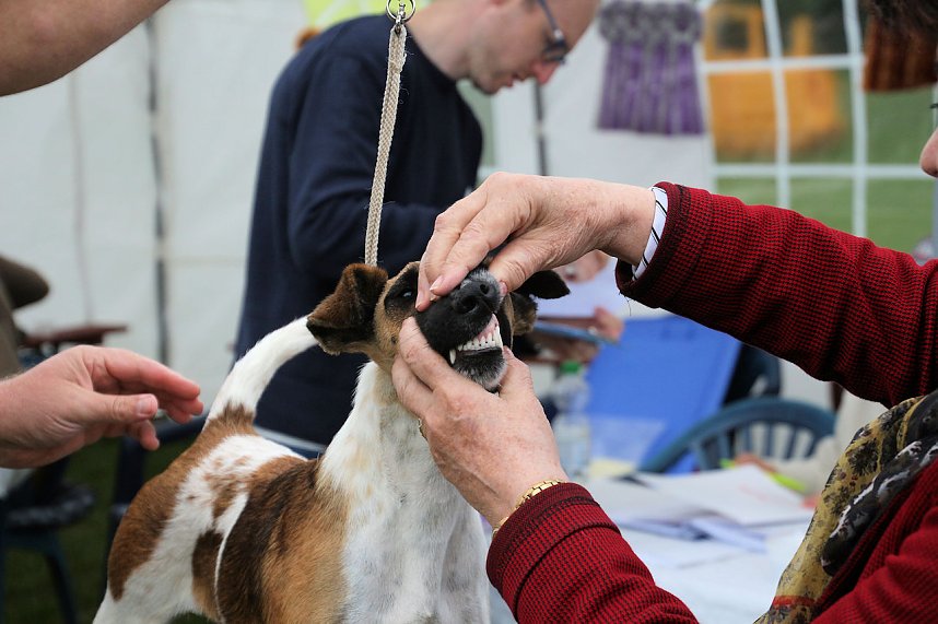 Hunde auf dem Possen