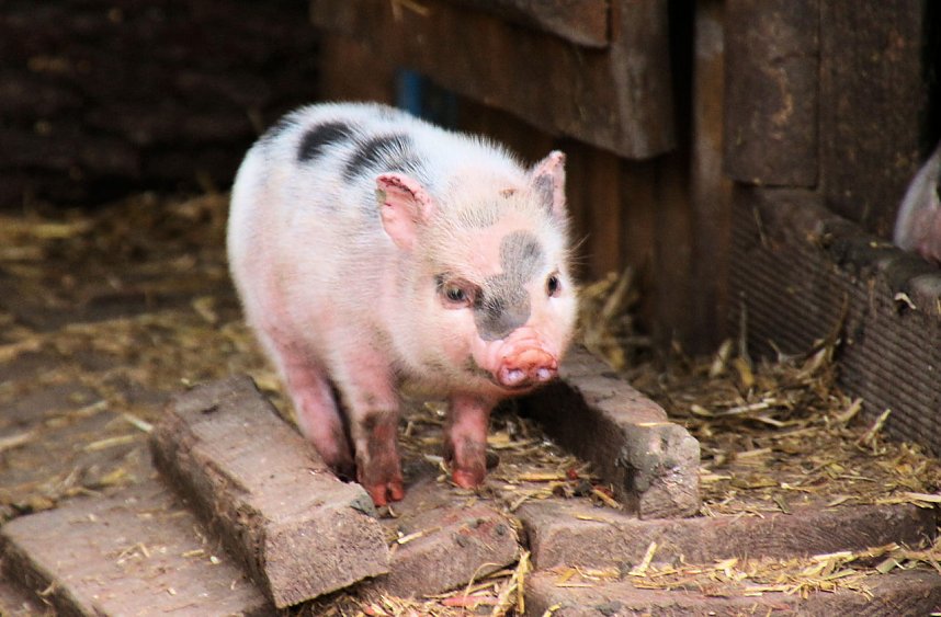 Peter Blei unterwegs auf dem Possen