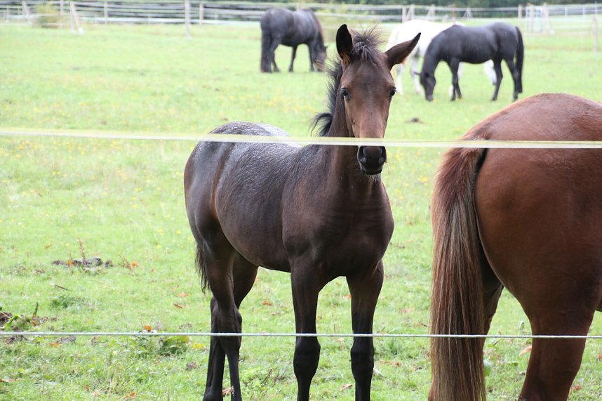 Peter Blei unterwegs auf dem Possen