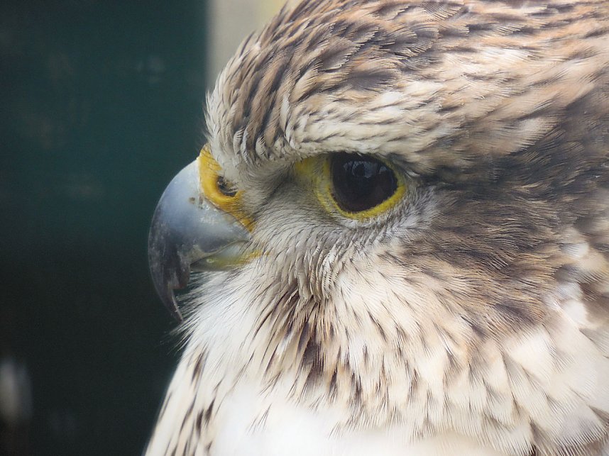 Peter Blei unterwegs auf dem Possen