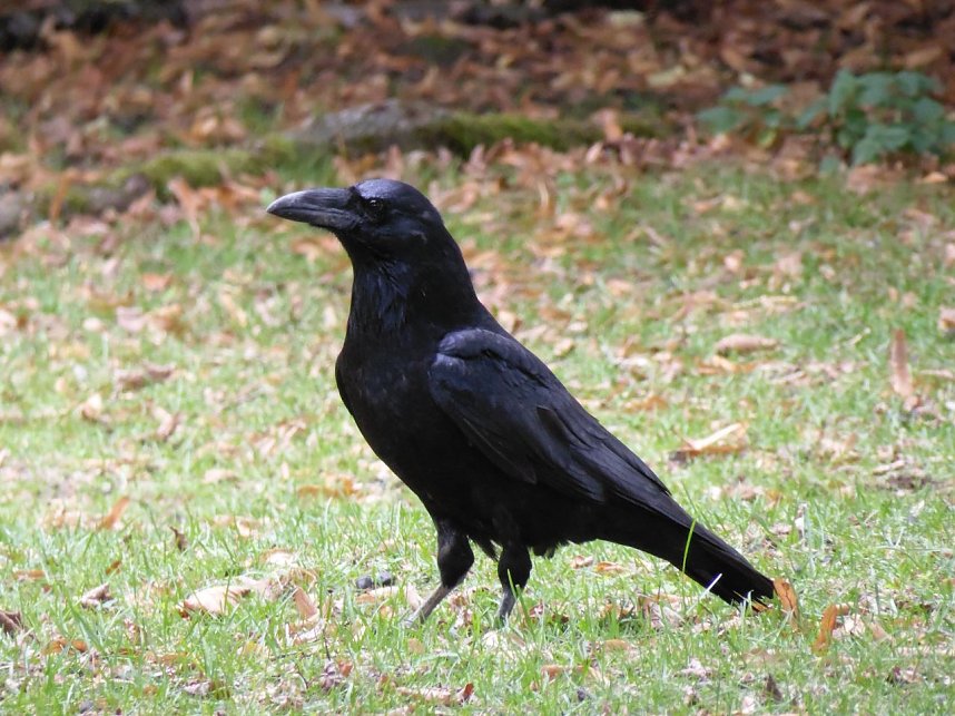 Peter Blei unterwegs auf dem Possen
