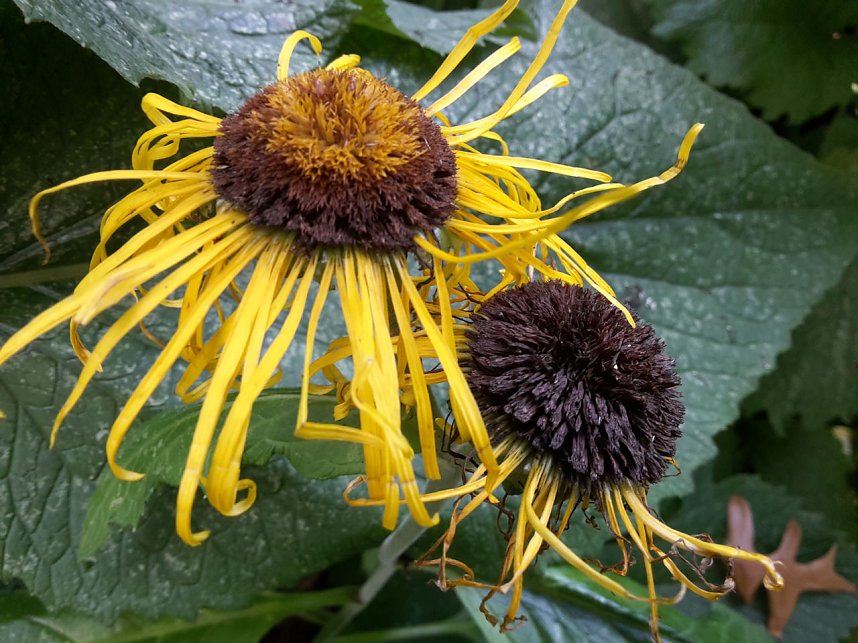 Pfad der Poesie im Park Hohenrode